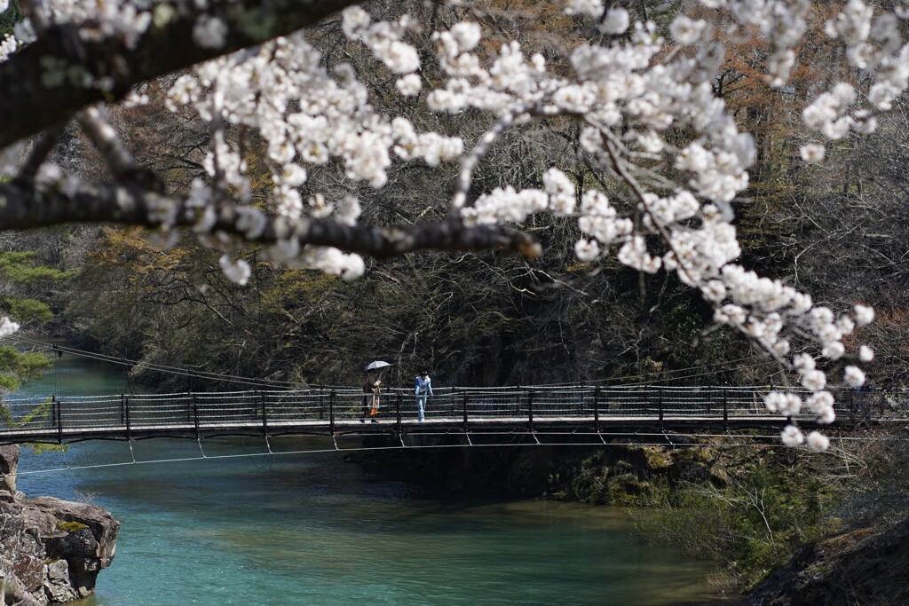 桜散歩