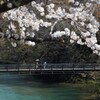 桜散歩