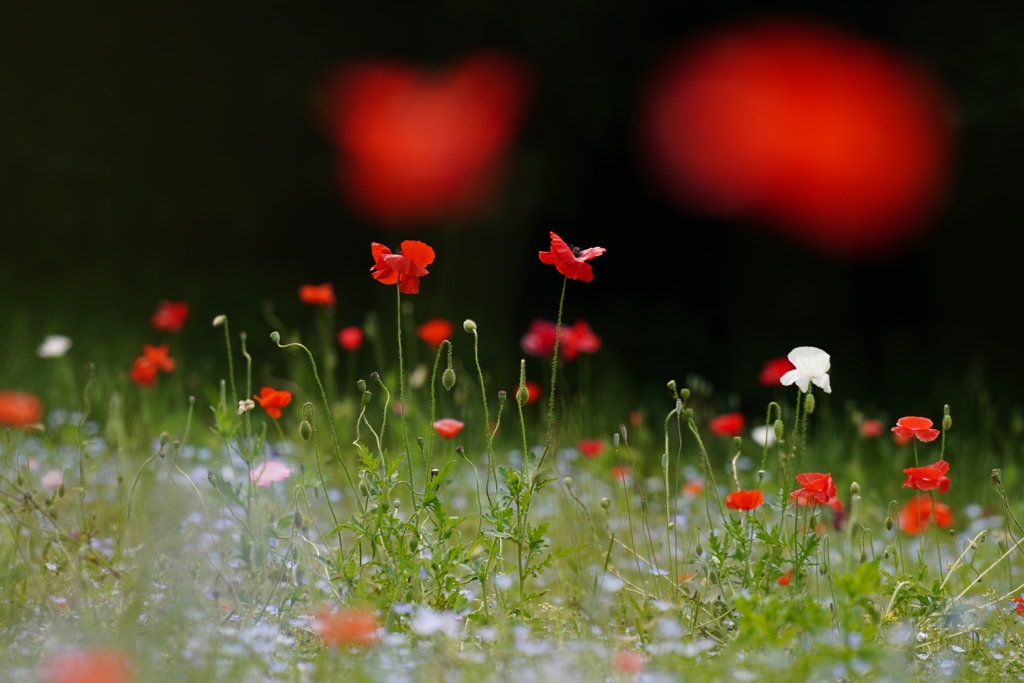 花の舞