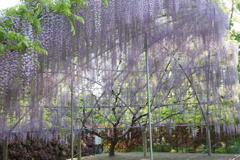 藤の見頃