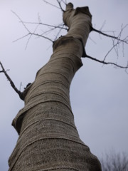 治療中？の樹木