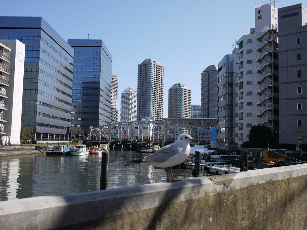 カモメが来た！