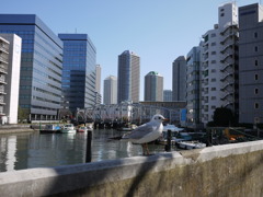 カモメが来た！