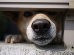 なんか用ですか？