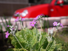 花と赤い車