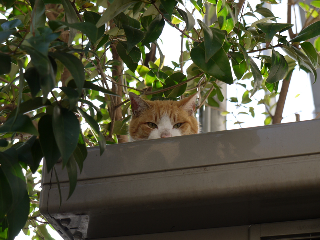 ネコの日向ぼっこー２