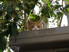 ネコの日向ぼっこー２