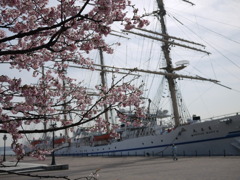 さくらと日本丸