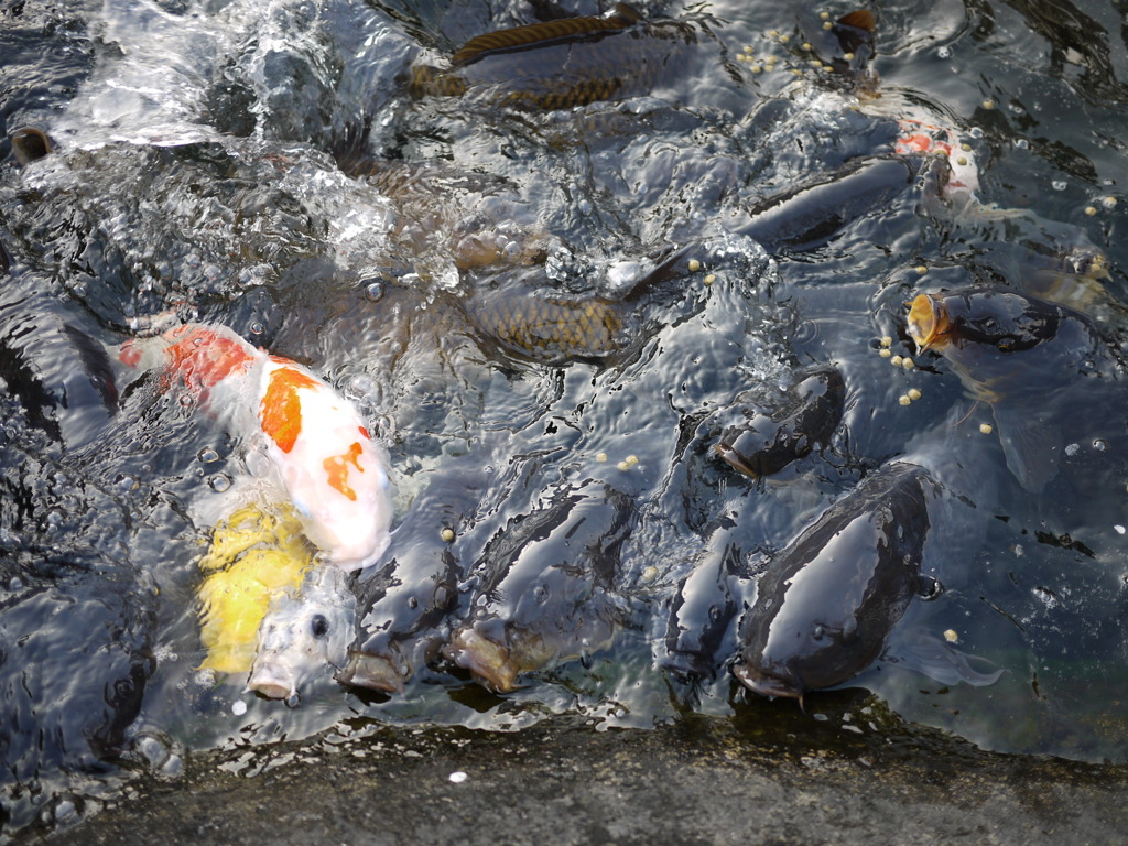 餌に群がる鯉