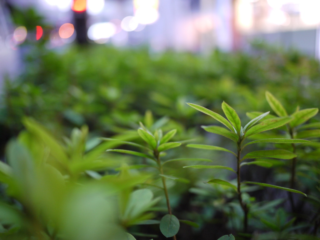街路樹からの眺め