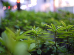 街路樹からの眺め