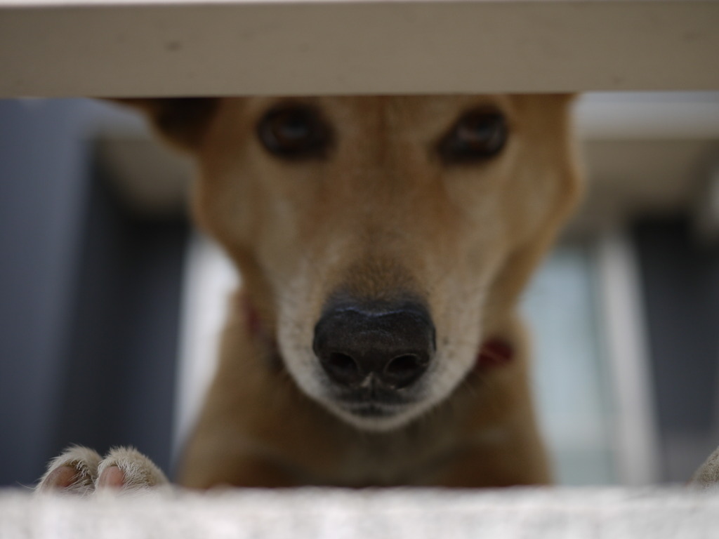 こんにちは、犬です。
