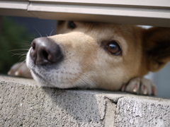 ハンバーグくれ！