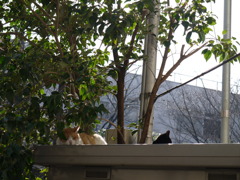 仲良く日向ぼっこ