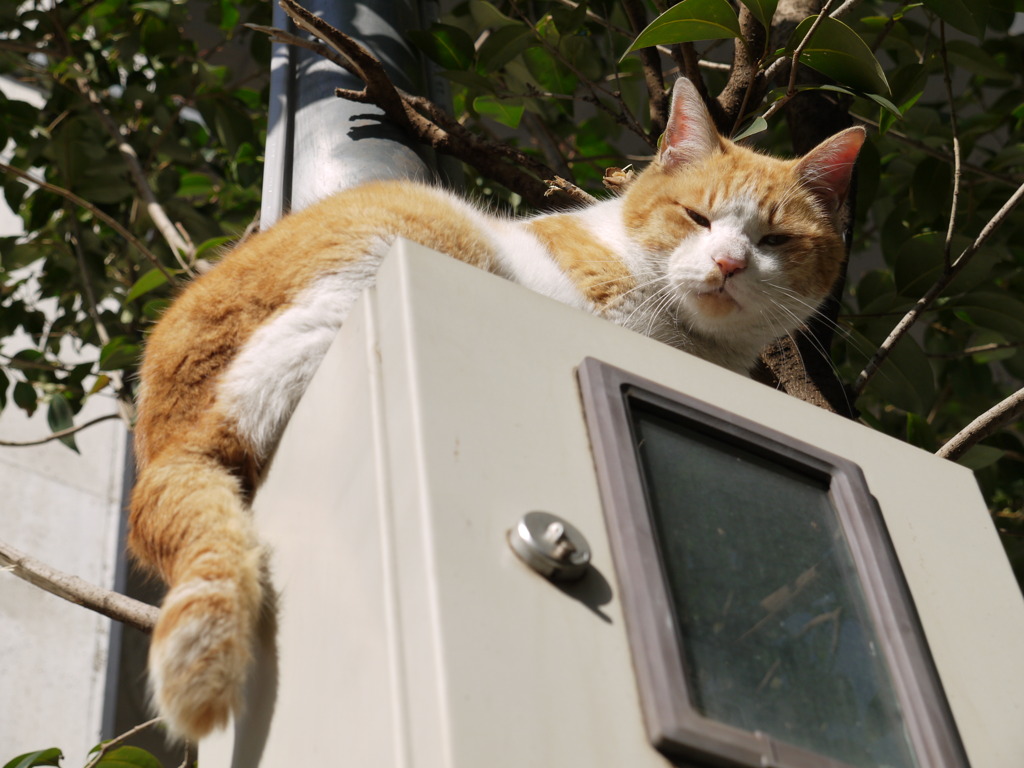 ネコの日向ボッコ－３