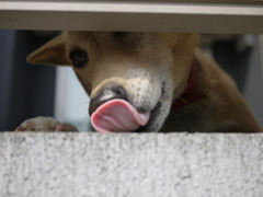 ご馳走様です。