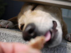 モスバーガのハンバーグはうまい。