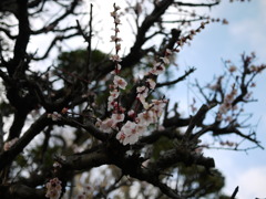 梅の花