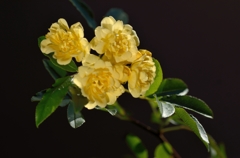 黄木香薔薇