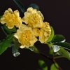 黄木香薔薇