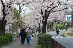 桜散歩