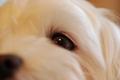 犬目