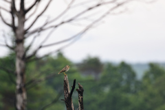 鳴くオオジシギ