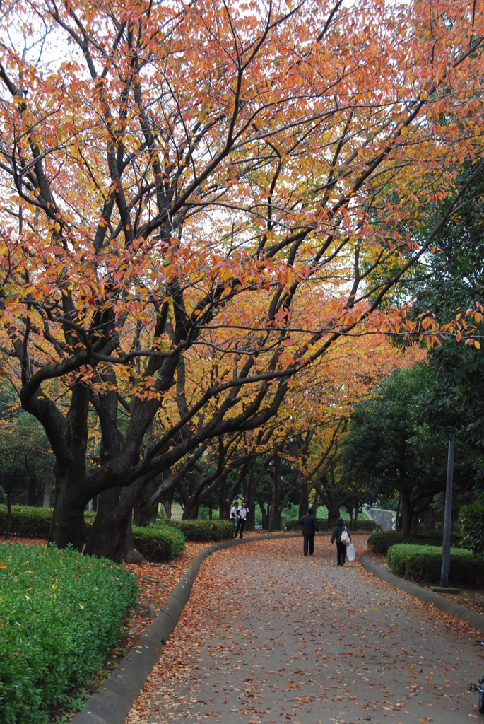 紅葉の道