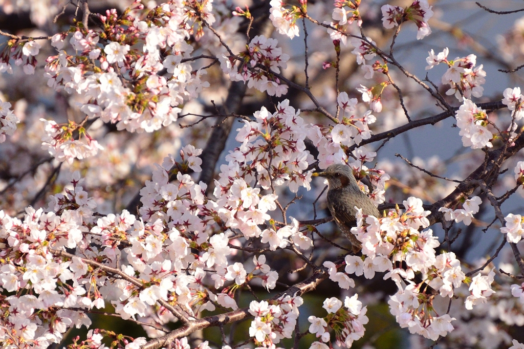 桜　×　ヒヨドリ　２