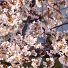 桜　×　ヒヨドリ　２