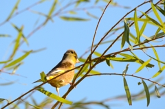 初撮り、オオカワラヒワ