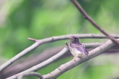 キビタキの幼鳥