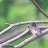 キビタキの幼鳥