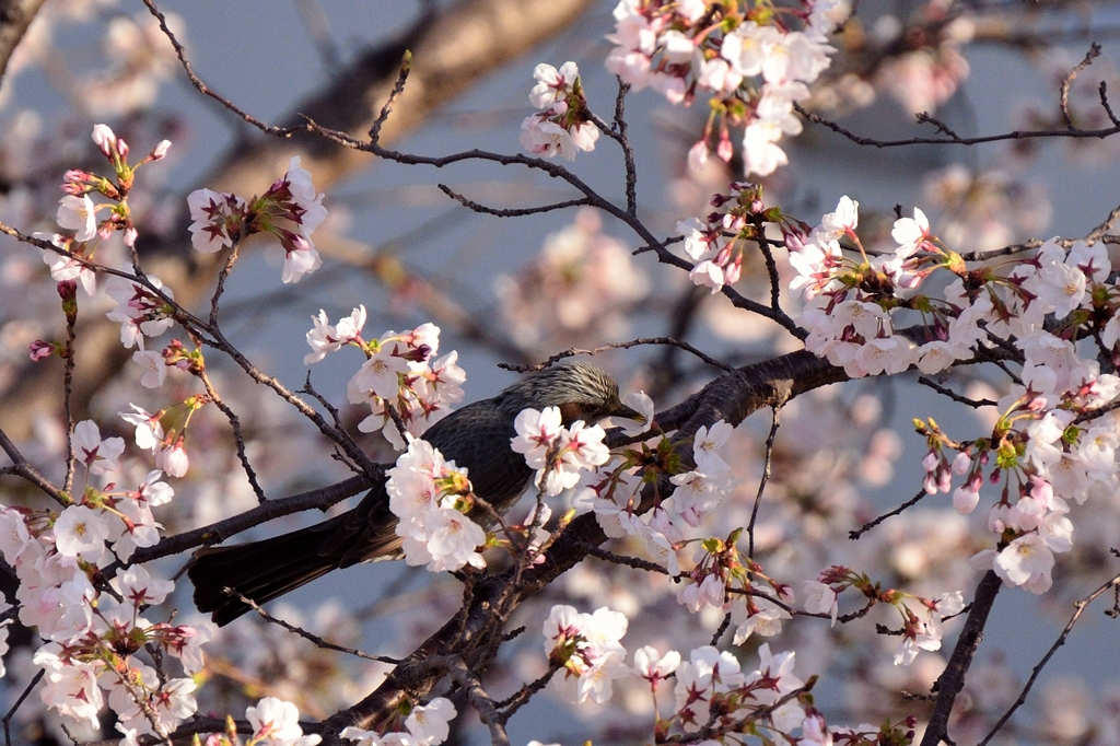 桜　×　ヒヨドリ　1