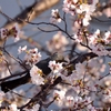 桜　×　ヒヨドリ　1