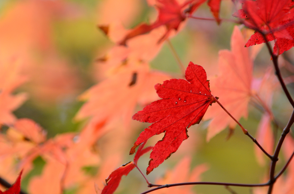 もみじ紅葉