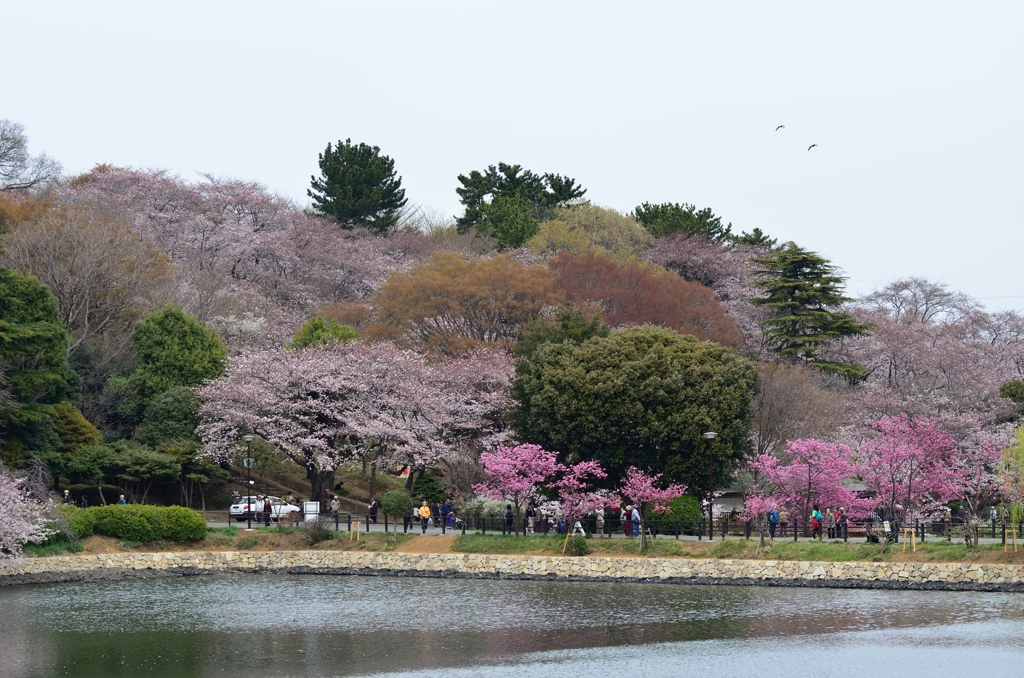 桜と池