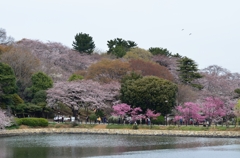 桜と池