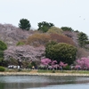 桜と池