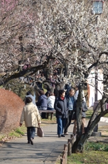 観梅