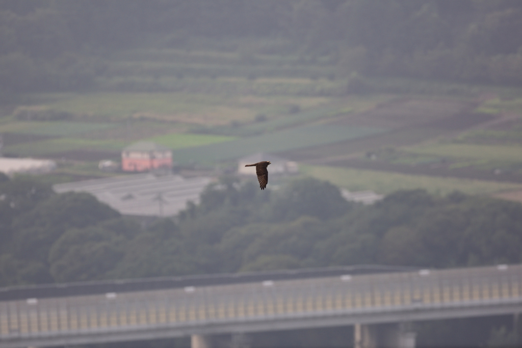 初めてのタカの渡り