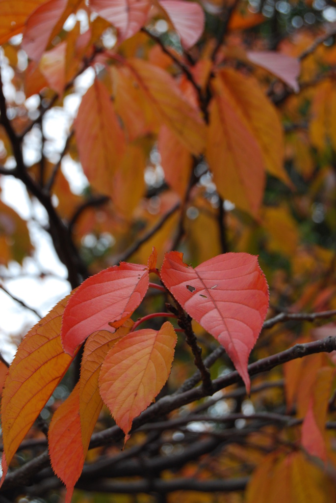 桜の紅葉