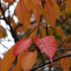 桜の紅葉