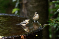 ヤマガラ兄弟の水浴び