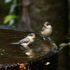 ヤマガラ兄弟の水浴び