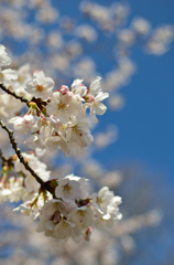 青空と桜
