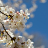 青空と桜