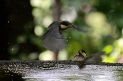 ヤマガラの幼鳥