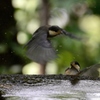 ヤマガラの幼鳥