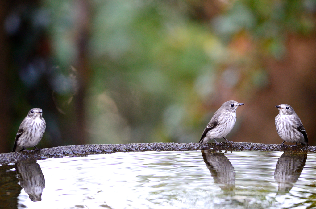 秋の野鳥撮影